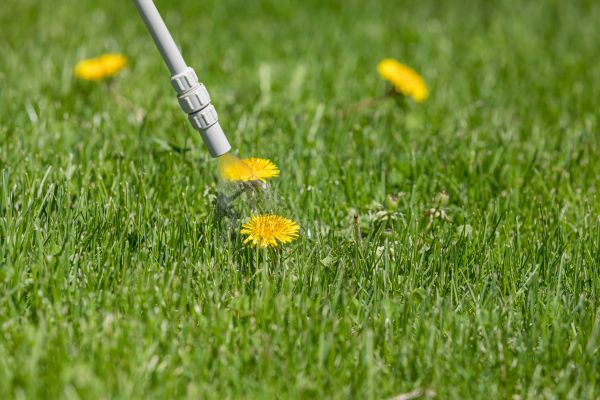 Lawn Weed Spraying Service