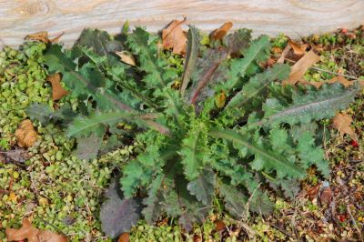 Remove Ugly Weeds!